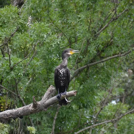 招待所 Zapovedni Rai 普里莫尔斯科