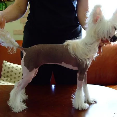 招待所 Zapovedni Rai 普里莫尔斯科