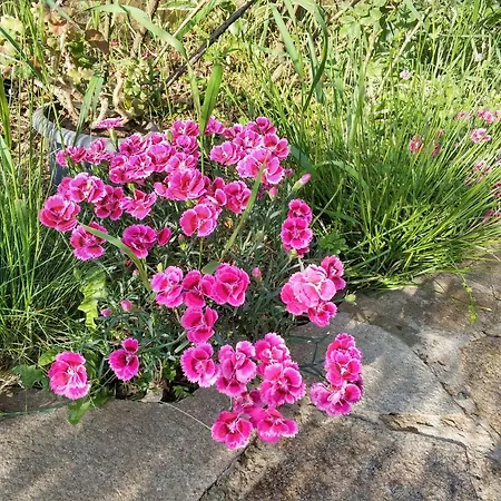 Zapovedni Rai 普里莫尔斯科