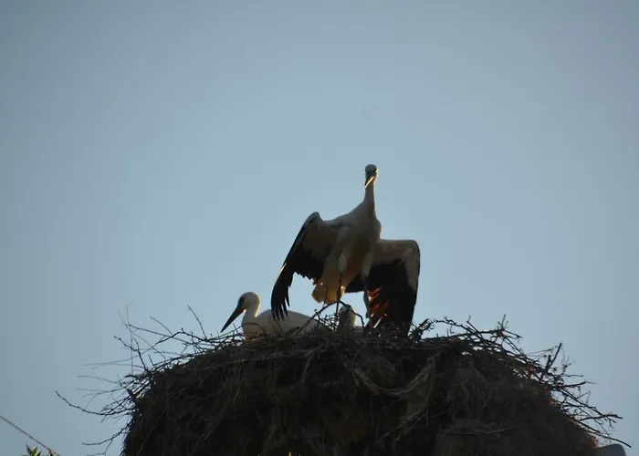 Gæstehus Zapovedni Rai 4*