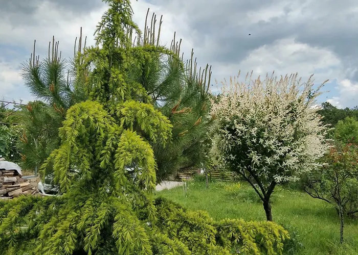 Zapovedni Rai Gæstehus 4*