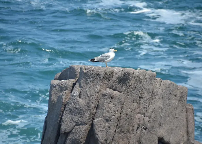 Guest house Zapovedni Rai Primorsko